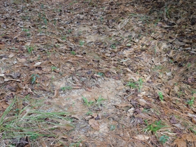 13 Acre Amite County Tract For Sale - image 7