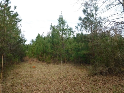 13 Acre Amite County Tract For Sale - image 12