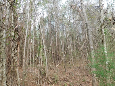 13 Acre Amite County Tract For Sale - image 8