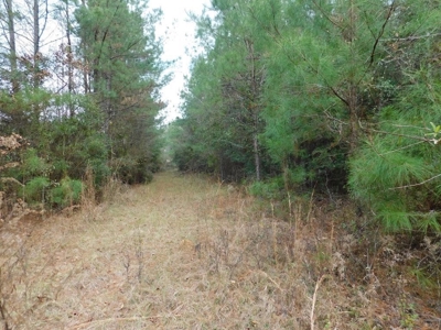 13 Acre Amite County Tract For Sale - image 2