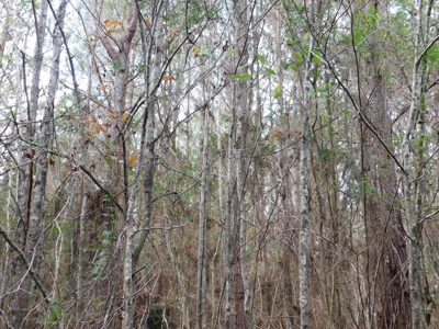 13 Acre Amite County Tract For Sale - image 11