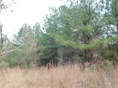 13 Acre Amite County Tract For Sale - image 16