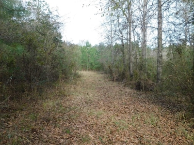 13 Acre Amite County Tract For Sale - image 1