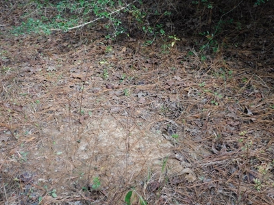 13 Acre Amite County Tract For Sale - image 14