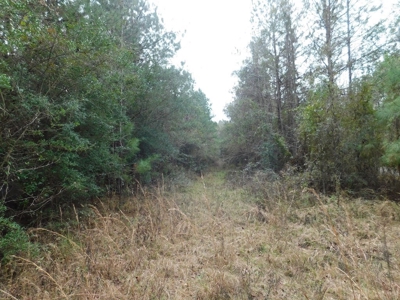 13 Acre Amite County Tract For Sale - image 3