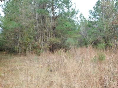 13 Acre Amite County Tract For Sale - image 17