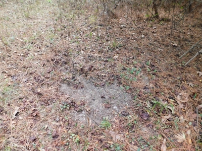 13 Acre Amite County Tract For Sale - image 5