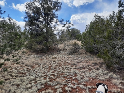 Rural off grid Northern AZ Property - image 5