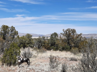 Remote Northern AZ off grid property - image 5