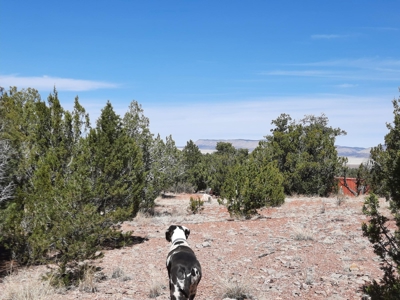 3 acres of Northern AZ off grid mountain property - image 2