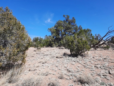 3 acres of Northern AZ off grid mountain property - image 4