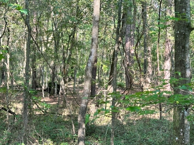 Land For Sale By The Suwannee River! - image 2