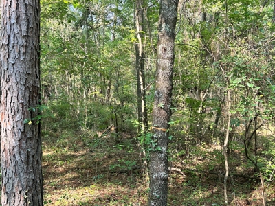 Land For Sale By The Suwannee River! - image 4