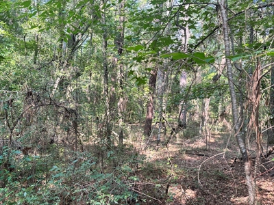 Land For Sale By The Suwannee River! - image 3