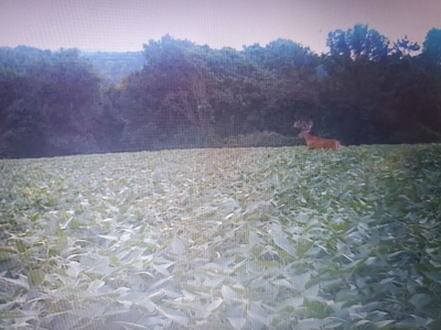 Hunting Land for Sale in Vernon County, Wisconsin - image 2