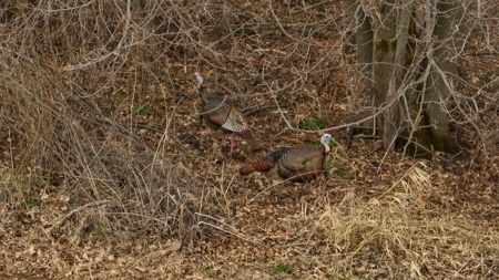 Hunting Land for Sale in Vernon County, Wisconsin - image 27