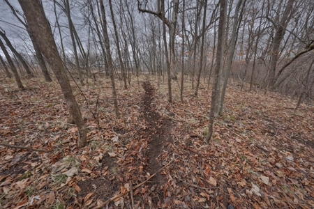 Hunting Land for Sale in Vernon County, Wisconsin - image 6
