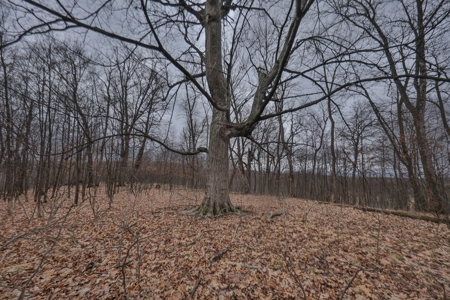 Hunting Land for Sale in Vernon County, Wisconsin - image 9