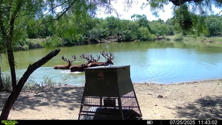 High Fence Game Ranch For Sale In Coleman Texas - image 45