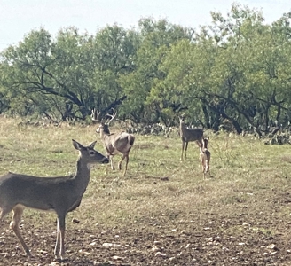 High Fence Game Ranch For Sale In Coleman Texas - image 40