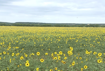 High Fence Game Ranch For Sale In Coleman Texas - image 36
