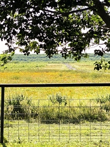High Fence Game Ranch For Sale In Coleman Texas - image 14