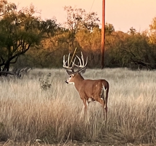 High Fence Game Ranch For Sale In Coleman Texas - image 39