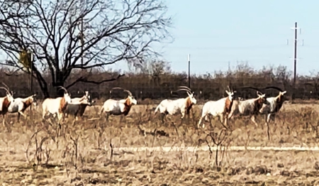High Fence Game Ranch For Sale In Coleman Texas - image 30