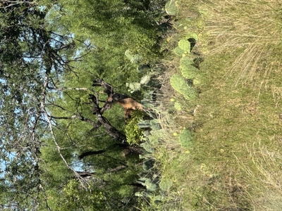 High Fence Game Ranch For Sale In Coleman Texas - image 43