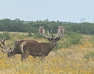 High Fence Game Ranch For Sale In Coleman Texas - image 35