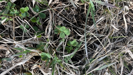 Iowa Land For Sale - image 5