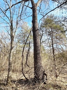 St. Clair County Missouri Recreational Land For Sale - image 35