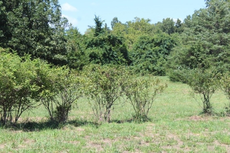 Hunting and Recreational Property near Lakes and Rivers MO - image 35