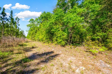 Land For Sale In Hamilton County!!! - image 2
