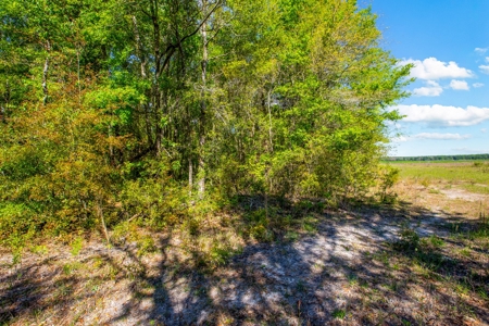 Land For Sale In Hamilton County!!! - image 3