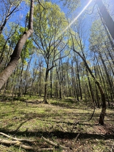 The Buffalo Creek Tract - image 24