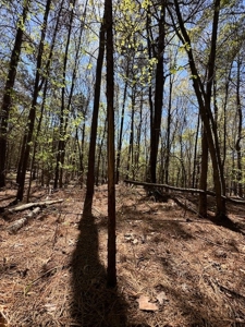 The Buffalo Creek Tract - image 33
