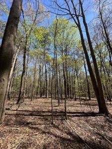 The Buffalo Creek Tract - image 12