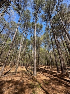 The Buffalo Creek Tract - image 30