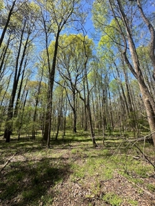 The Buffalo Creek Tract - image 20