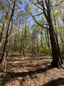 The Buffalo Creek Tract - image 8