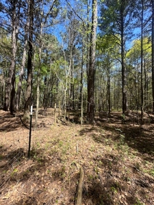 The Buffalo Creek Tract - image 26