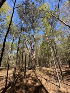 The Buffalo Creek Tract - image 34