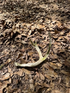 The Buffalo Creek Tract - image 27