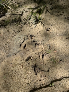 The Buffalo Creek Tract - image 25