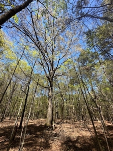 The Buffalo Creek Tract - image 21