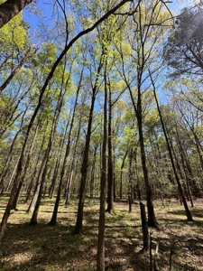 The Buffalo Creek Tract - image 35