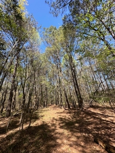 The Buffalo Creek Tract - image 40