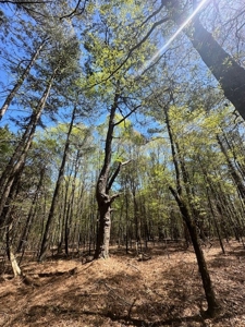 The Buffalo Creek Tract - image 22