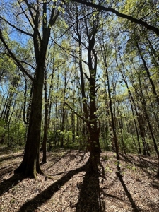 The Buffalo Creek Tract - image 7